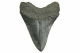 Serrated, Fossil Megalodon Tooth - South Carolina #368413-1